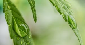 dérivé du cannabis aux vertus médicinales