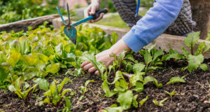 permaculture