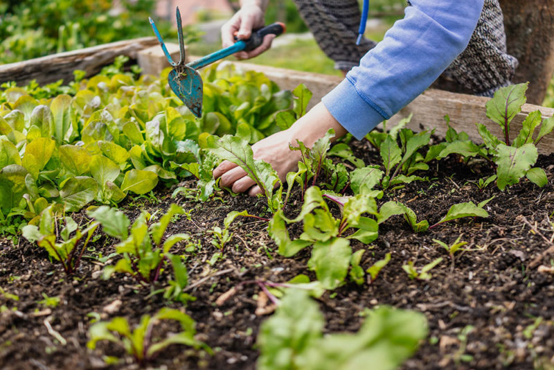 permaculture