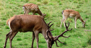 parc animalier