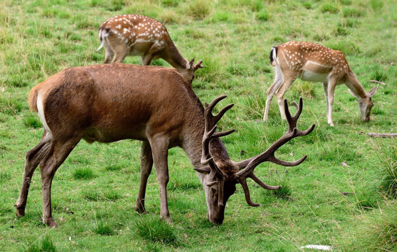 parc animalier