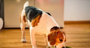 vie canine