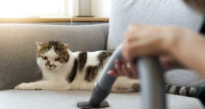 aspirateur animaux