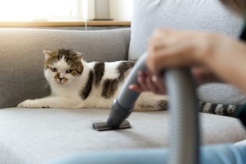 aspirateur animaux