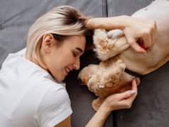 CBD et animaux