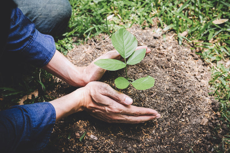 reforestation