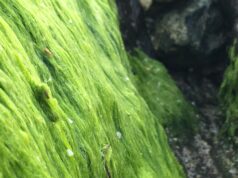 différents types d'algues
