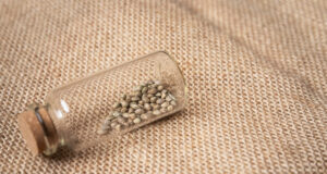 graines Gelato 33