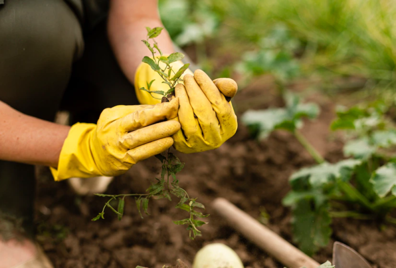 appel à un paysagiste professionnel