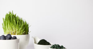 plante spiruline