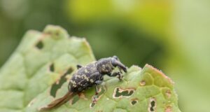 thrips