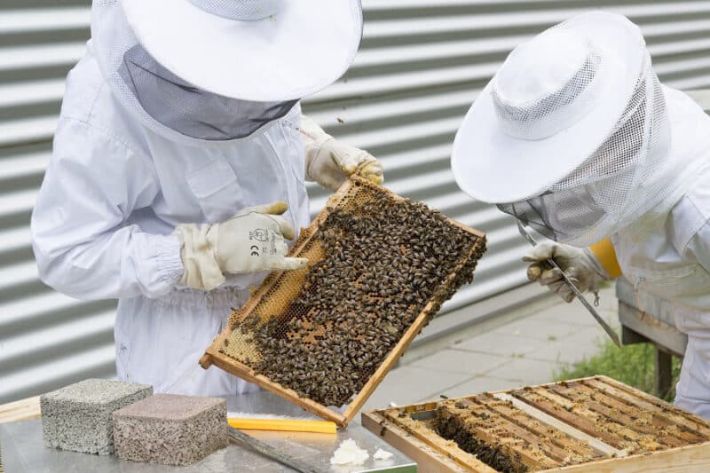 apiculteur bio
