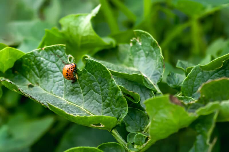 parasite jardin