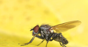 mouche de terreau