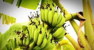 Aliment potassium