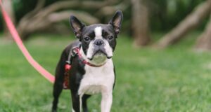 assurance chien