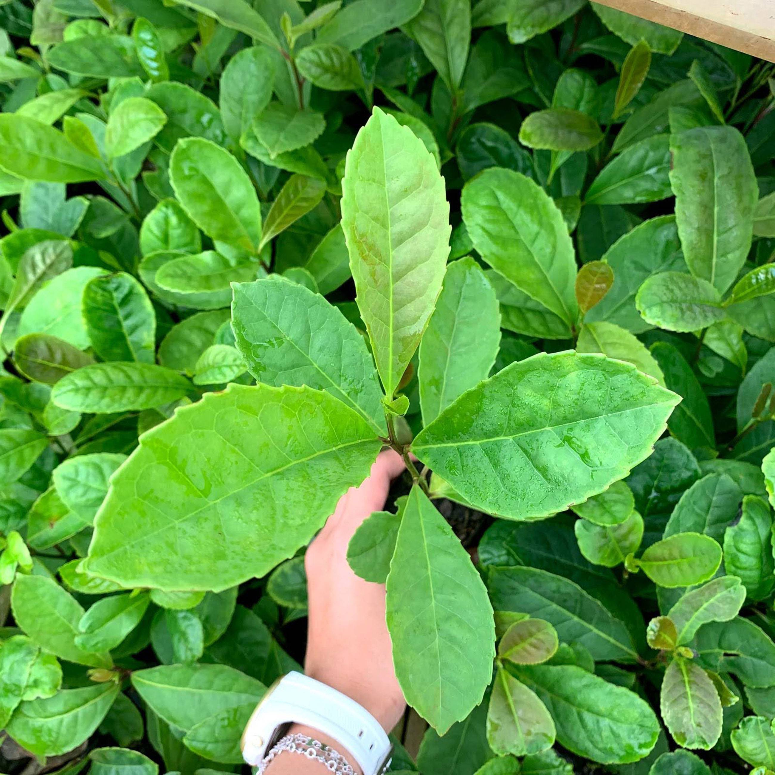 la feuille de maté