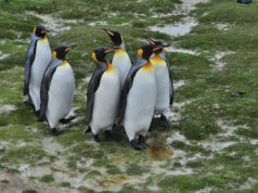 animaux d'islande