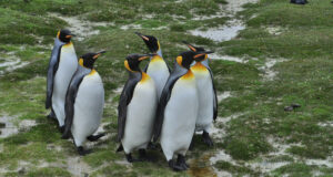 animaux d'islande