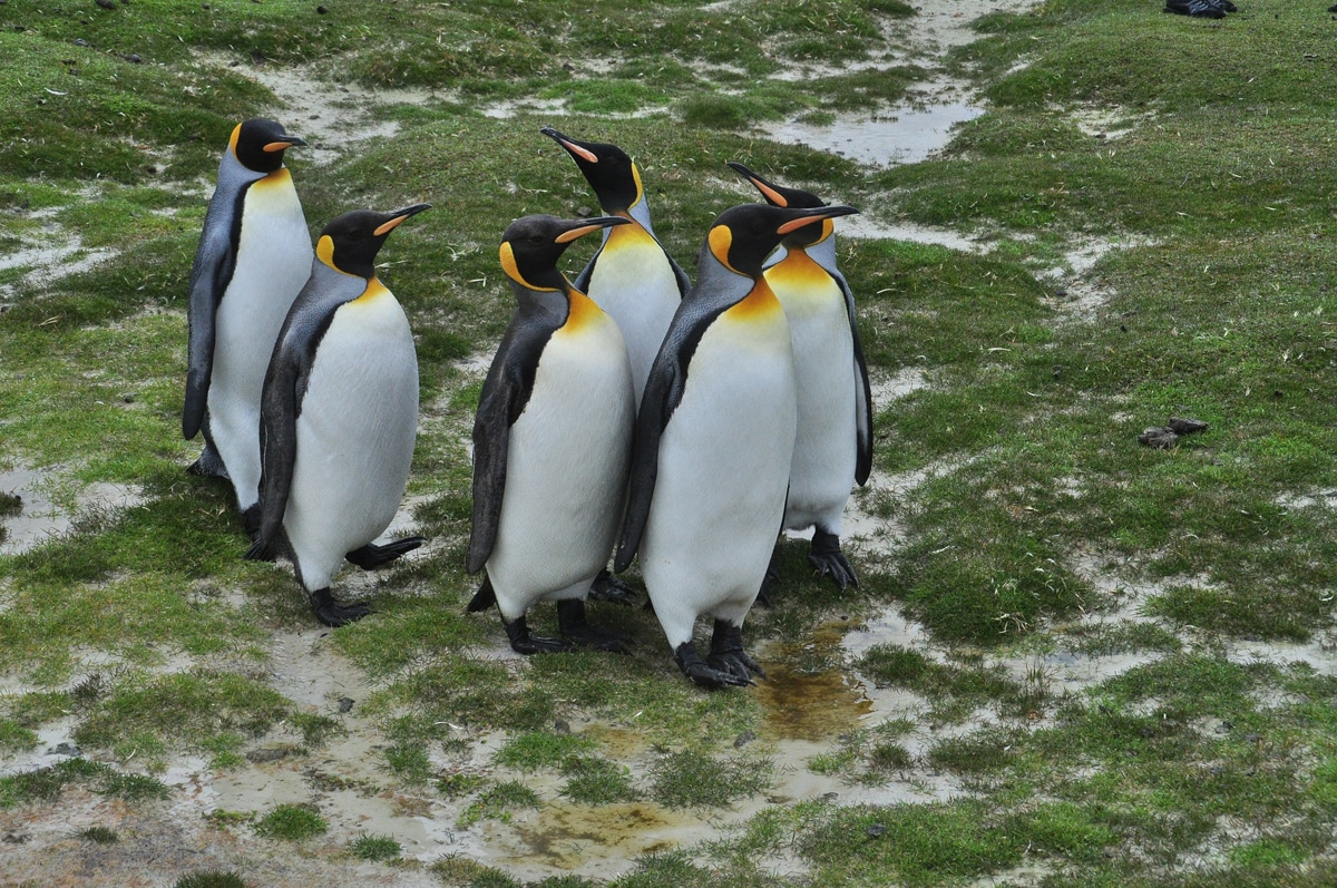 animaux d'islande