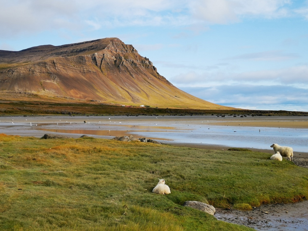 bienfaits des animaux d'islande