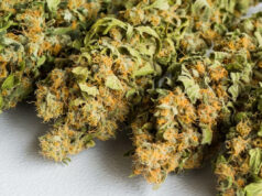 fleur CBD