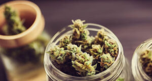 fleur CBD concentré