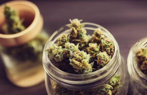 fleur CBD concentré