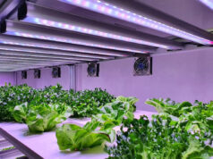 led horticole