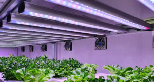 led horticole