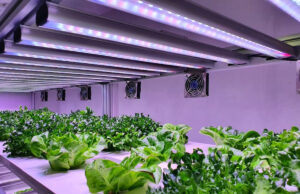 led horticole