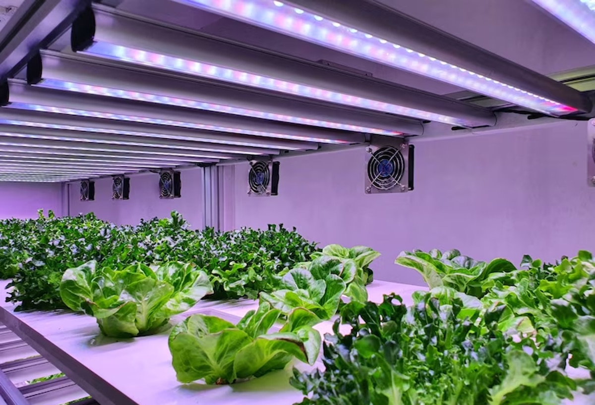 led horticole