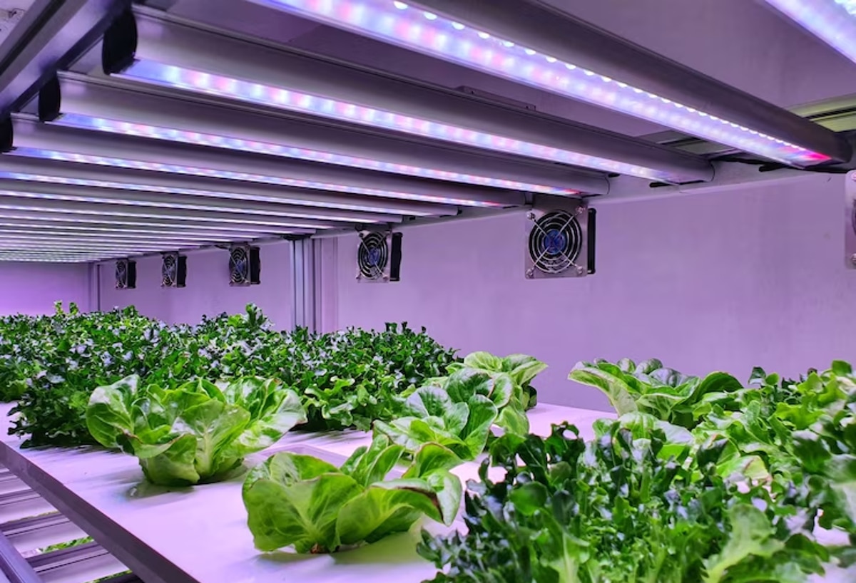 led horticole