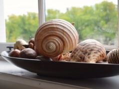 spirituelle coquillages