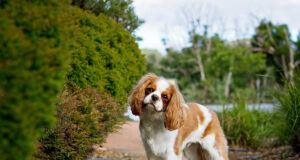 Race petit chien
