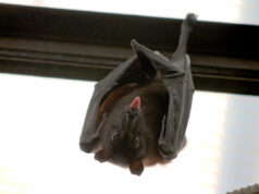 éloigner chauve souris