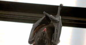 éloigner chauve souris