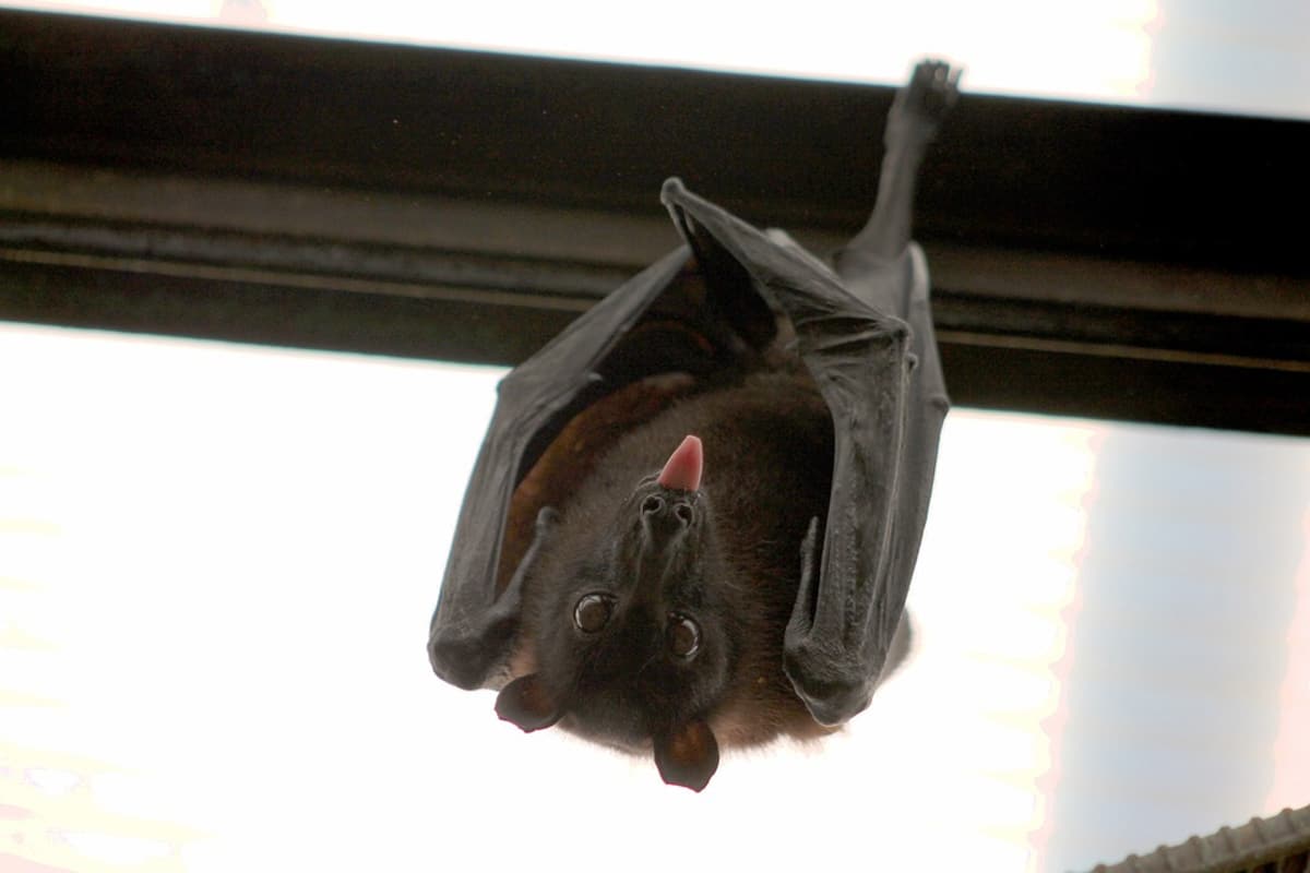 éloigner chauve souris