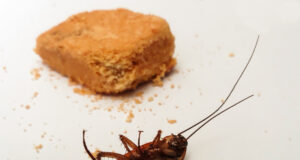 pièges à insectes