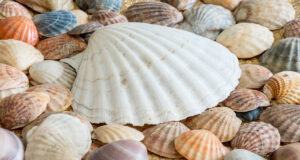 coquillage pierres