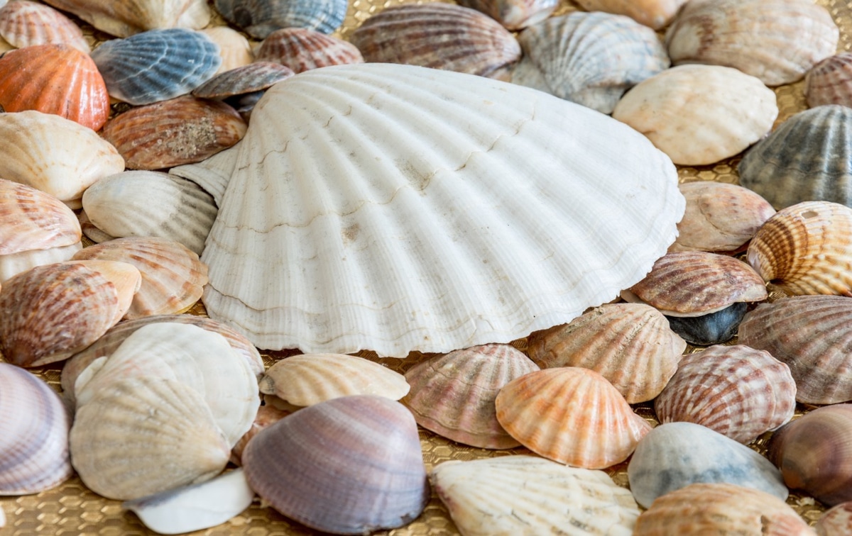 coquillage pierres