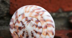 coquillage sainte lucie