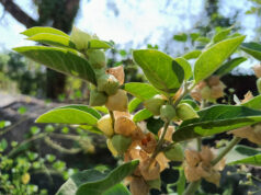 effet ashwagandha