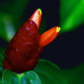 bienfaits costus