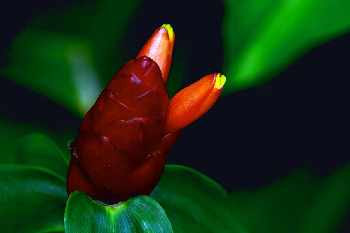 bienfaits costus