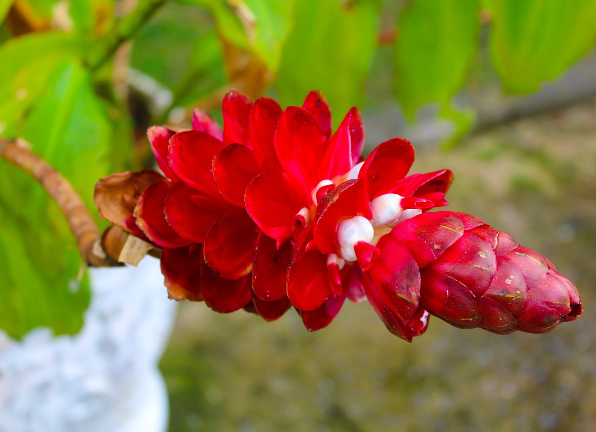 costus indien