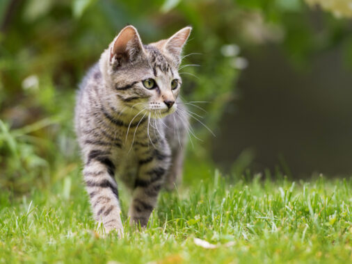chat