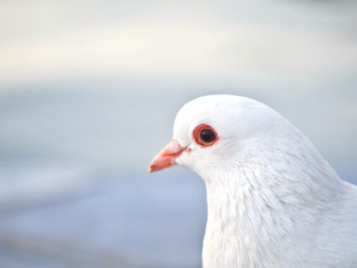 focus sur le pigeon rose
