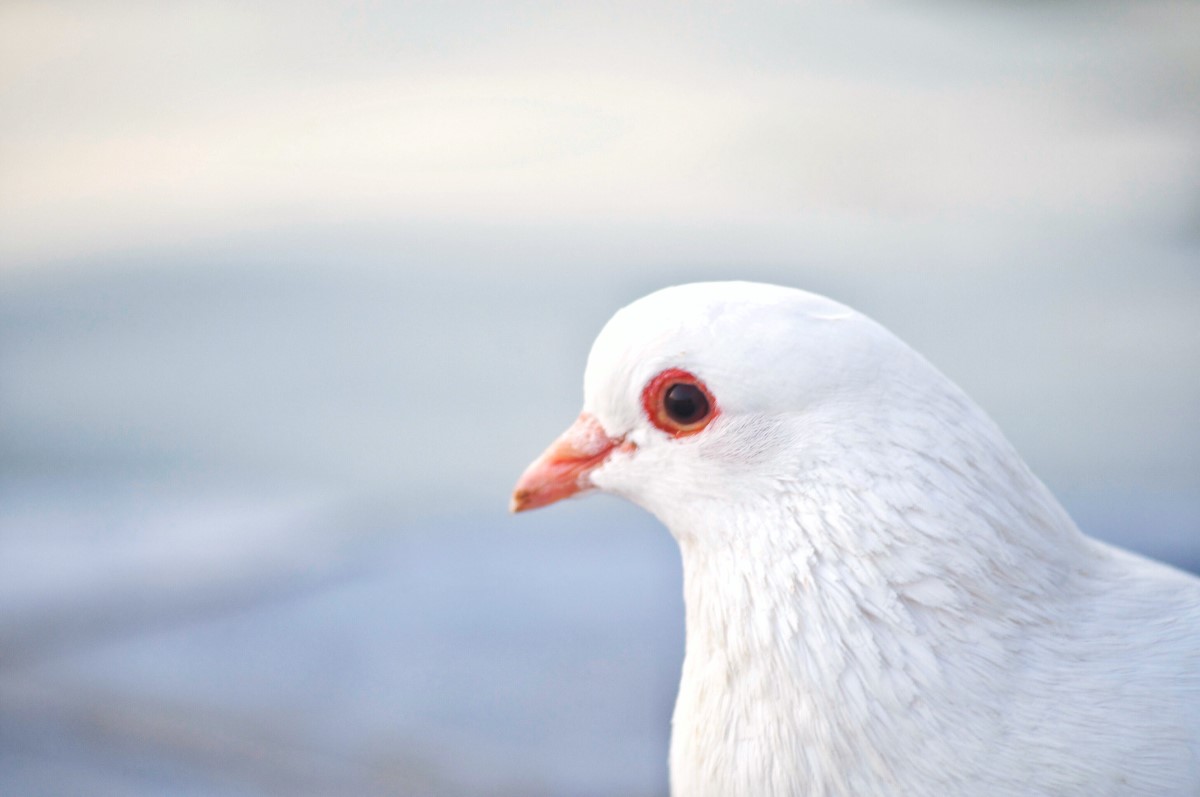 focus sur le pigeon rose