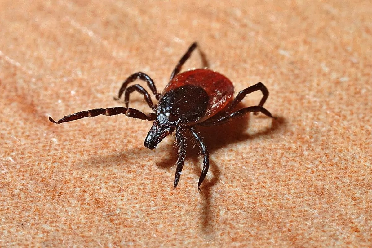 rôle des tiques dans l'environnement